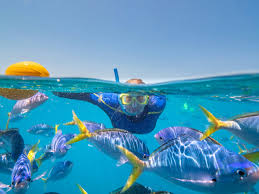 Reef snorkelling activity